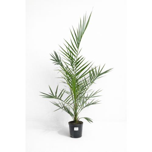 Phoenix Canariensis - Daktyloweic Kanaryjski 100-120 cm